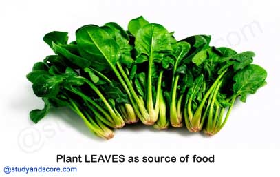 plants leaves as a source of food, Spinach, drum sticks, kale, spring onion